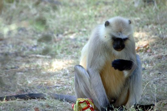 Langur Monkey in Ranthambore
