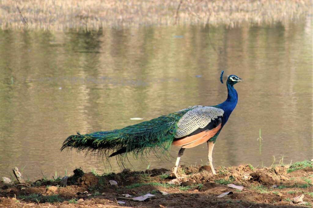 Indian Peacock