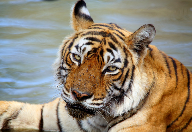 ranthambore tiger safari