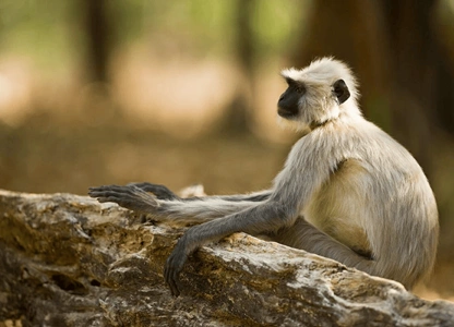 Langur Monkey in Ranthambore