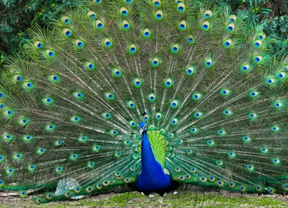Peacock in Ranthambore